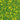 Wild and Free - Fern Stencil - Green